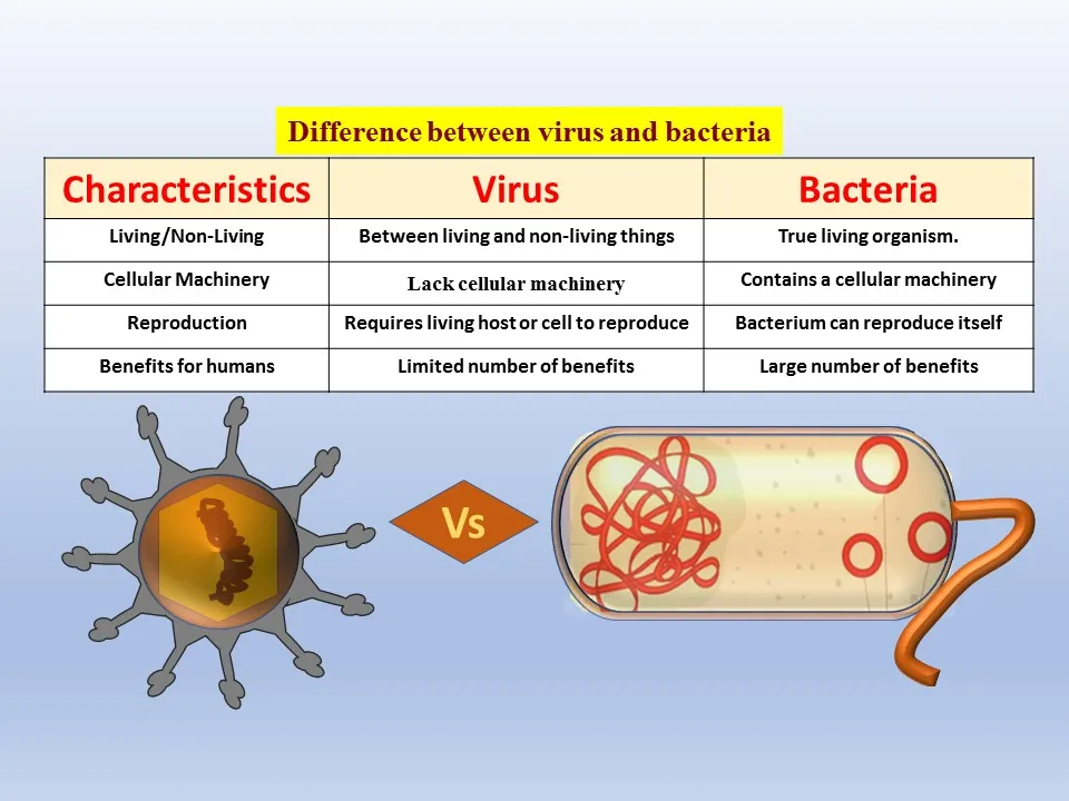 how are viruses different from bacteria apex