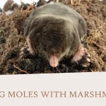 Killing Moles with Marshmallows: The Ultimate Guide