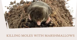 Killing Moles with Marshmallows: The Ultimate Guide
