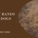 Pros and cons of belly bands for dogs