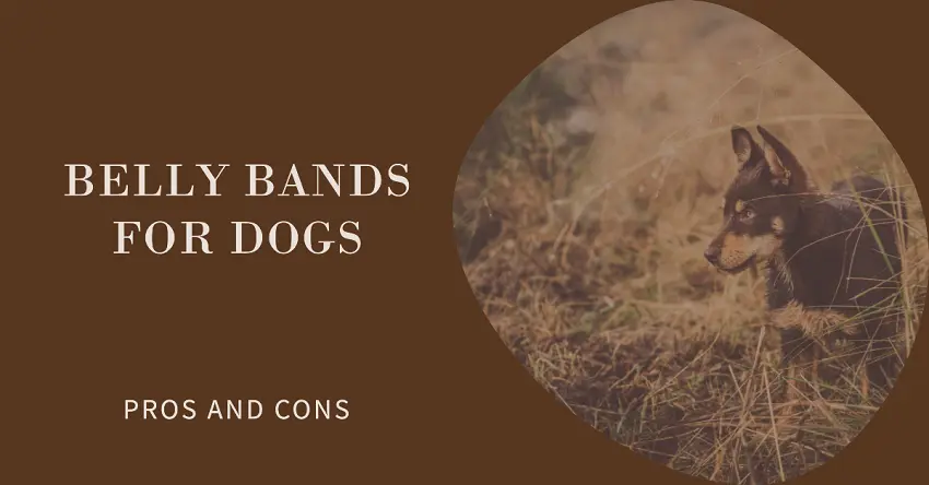 Pros and cons of belly bands for dogs