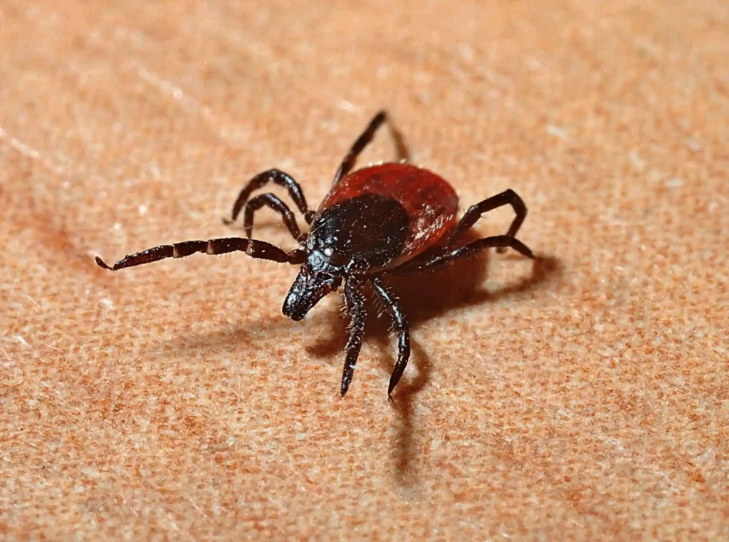 Preventing Lyme Disease: How to Check for Ticks in Hair