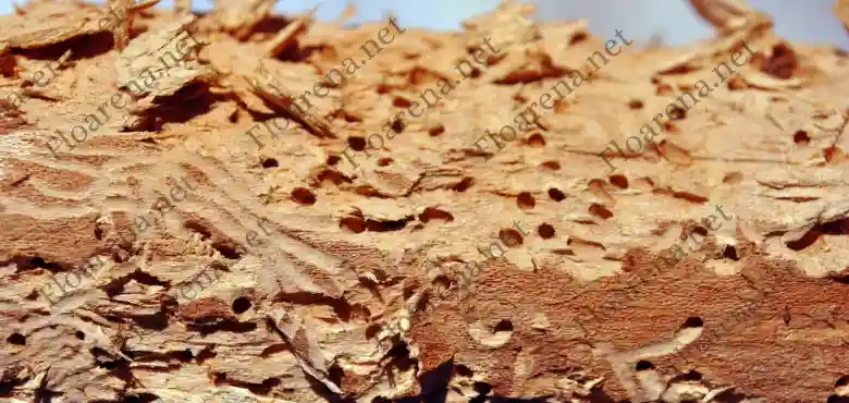 You may not know it, but tiny yet mighty termite larvae could be burrowing through your home right now. They might be chewing away at structures you've worked hard to maintain. Termite infestations can go unnoticed for years. This can lead to significant damage and costly repairs. However, arming yourself with knowledge on identifying the early stages of termite problems is the first step toward protecting your property. In this comprehensive post, we will delve into the various signs and symptoms of termite larvae infestations. We will include suggestions on practical solutions to keep these silent destroyers at bay. So, read on to get started. Mud Tubes Mud tubes, also known as shelter tubes, are the most telltale sign of a termite infestation. These thin tunnels look like small veins on walls and surfaces around your home. Termites use mud tubes to travel between their nest and food sources while protecting themselves from external threats. If you spot these structures in or around your property, it's a clear indication of termite activity. You should take immediate action and contact a pest control professional to assess the situation. There might also be termite eggs or larvae present in these tubes, so it's crucial to have them inspected and removed as soon as possible. Damaged Wood Termites primarily feed on wood and cellulose materials. As they tunnel through the wooden structures of your home, they leave behind visible damage. If you notice unexplained cracks, holes, or tunnels on wooden surfaces on your property, it could be due to termite larvae feeding on the wood. To determine if the damage is caused by termites, knock on the affected wood. If it sounds hollow, termites have likely been feeding on the inside. Furthermore, if you find some dead termites in the affected areas, it could indicate an ongoing infestation. If you suspect a termite infestation, call a professional like these pest control services in Lakewood Ranch for a thorough inspection and treatment plan. Swarmers Another indication of a termite infestation manifests in the appearance of winged termites, commonly referred to as swarmers. These are reproductive termites that emerge from established colonies with the intent of establishing new ones. They are often mistaken for flying ants but can be differentiated by their straight antennae and equal-sized wings. If you see swarmers around your property, it could mean that there is a termite colony nearby. This warrants an immediate call to a pest control professional for proper identification and treatment. Frass Frass is a term used to describe termite droppings. It resembles small, pellet-like substances and can be found near the infested areas. As termites tunnel through wood, they push out frass from small holes or cracks in the surface. Finding frass around your property could indicate an active termite infestation. However, it's important to note that not all termites produce frass, so it should not be used as the only method of detection. Learn to Deal With Termite Larvae Infestations Termite larvae infestations can be a serious threat to your property. It's important to educate yourself on the signs and symptoms of an infestation. That way, you can catch it early and prevent costly damage. By being proactive and regularly inspecting your property, as well as seeking professional help when needed, you can effectively deal with termite problems and protect your home. Visit our blog for more articles.