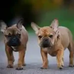 Caring for Your French Bulldog’s Mental Health