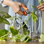 How to Propagate Plants