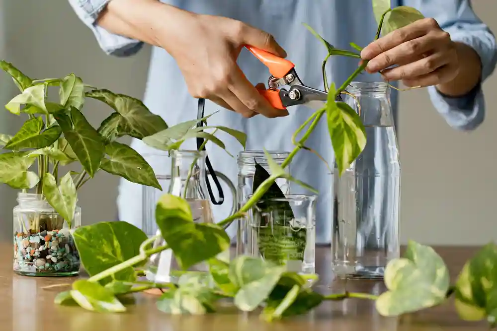 How to Propagate Plants